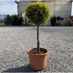 Arany lombú leyland ciprus  CUPRESSOCYPARIS LEYLANDII GOLD RIDER T50 K15