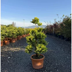 Arany lombú leyland ciprus  CUPRESSOCYPARIS LEYLANDII GOLD RIDER POM-PON 80/+ K12