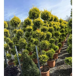 Arany lombú leyland ciprus  CUPRESSOCYPARIS LEYLANDII GOLD RIDER POM-PON 170/+ K30
