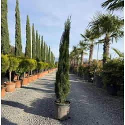 Európai ciprus    CUPRESSUS SEMPERVIRENS TOTEM 120/140 K20