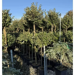  ezüstfa  ELAEAGNUS EBBINGEI COMPACTA T150 K30