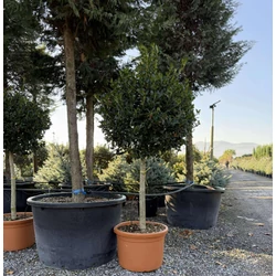Magyal   ILEX MUTCHAGARA NELLIE R. STEVENS T90 K50