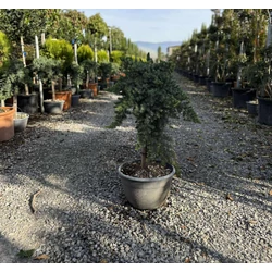 Fövenyboróka    JUNIPERUS CONFERTA BLUE PACIFIC T50 TÁLBAN