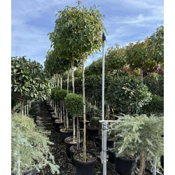 Amerikai ámbrafa  LIQUIDAMBAR STYRACIFLUA GUMBALL T180 K25