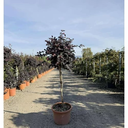 Kínai rojtosvirág    LOROPETALUM CHINENSE BLACK PEARL T80 K15