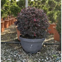Kínai rojtosvirág    LOROPETALUM CHINENSE BLACK PEARL GÖMB 40/+ TÁLBAN