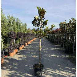 Örökzöld liliomfa MAGNOLIA GRANDIFLORA LITTLE GEM T80 K15
