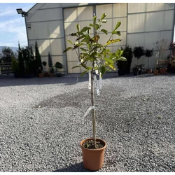 Nagyvirágú liliomfa   MAGNOLIA SOULANGEANA T50 K9