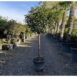 Örökzöld korallberkenye   PHOTINIA FRASERI COMPACTA T80 K30