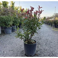 Örökzöld korallberkenye   PHOTINIA FRASERI COMPACTA 60/80 K9