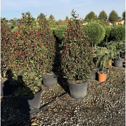 Örökzöld korallberkenye   PHOTINIA FRASERI COMPACTA KÚP 120/+ K45