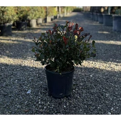 Örökzöld korallberkenye   PHOTINIA FRASERI LITTLE RED ROBIN 40/+ K9