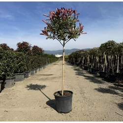 Örökzöld korallberkenye   PHOTINIA FRASERI PINK MARBLE T80 K18
