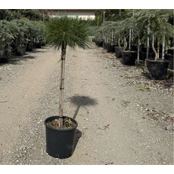 Hosszútűjű gömb feketefenyő   PINUS NIGRA BREPO T60 K5