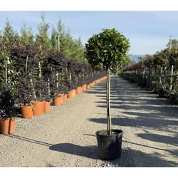 Téli bangita    VIBURNUM TINUS T80 K15