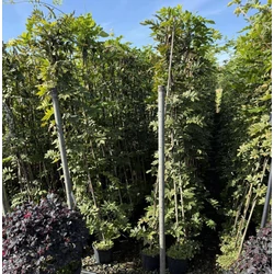 Lilaakác    WISTERIA SINENSIS 150/+ K3