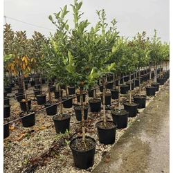 Gesztenyelevelű magyal ILEX CASTANEIFOLIA T1/2 K25