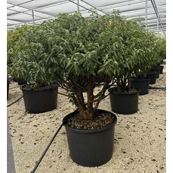 Portugál babérmeggy  PRUNUS LUSITANICA ANGUSTIFOLIA TÖBBTÖRZSES K230