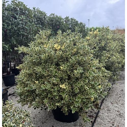 Közönséges magyal    ILEX AQUIFOLIUM ARGENTEOMARGINATA GÖMB 100/120 EXTRA K90