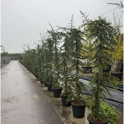 Csüngő himalájai cédrus    CEDRUS DEODARA PENDULA 200/250 K30