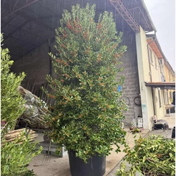 Közönséges magyal   ILEX MUTCHAGARA NELLIE R. STEVENS TÖBBTÖRZSES 400/500 K375