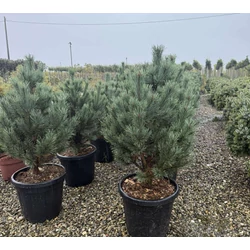 Törpe erdeifenyő PINUS SYLVESTRIS WATERERI 80/100 K25