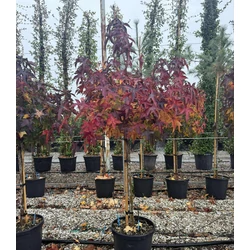 Amerikai ámbrafa    LIQUIDAMBAR STYRACIFLUA GUMBALL T1/2 K20/30