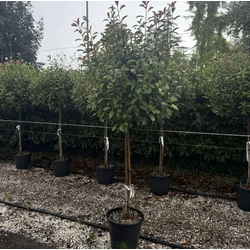 Örökzöld korallberkenye    PHOTINIA FRASERI RED ROBIN T1/2 100/+ K35