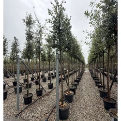 Magyaltölgy QUERCUS ILEX T200 10/12 K50