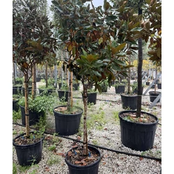 Örökzöld liliomfa    MAGNOLIA GRANDIFLORA LITTLE GEM T1/2 60/80 K45