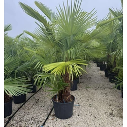 Kínai kenderpálma   CHAMAEROPS EXCELSA TR60/70 K30