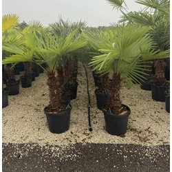 Kínai kenderpálma   CHAMAEROPS EXCELSA TR70/80 K35