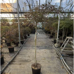 Szeldelt levelű japán juhar  ACER PALMATUM DISSECTUM INABA SHIDARE T100 K7