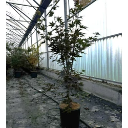 Japán juhar   ACER PALMATUM BLOODGOOD 100/+ K10