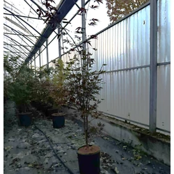 Japán juhar   ACER PALMATUM FIREGLOW 100/+ K10