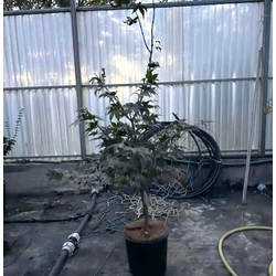 ACER PALMATUM OSAKAZUKI 60/80 K10