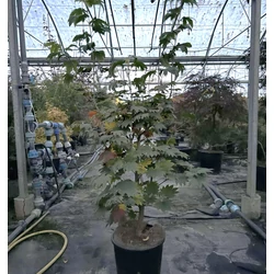 Japán juhar   ACER JAPONICUM VITIFOLIUM 100/+ K12