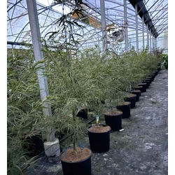 Japán juhar   ACER PALMATUM LINEARYLOBO 100/+ K10