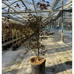 Japán juhar   ACER PALMATUM FIREGLOW K18