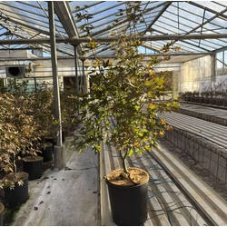 Japán juhar   ACER PALMATUM BLOODGOOD K18