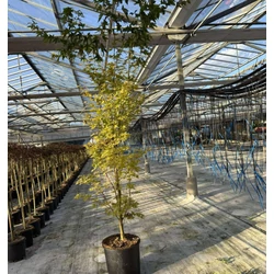 Japán juhar   ACER PALMATUM SKEETER'S BROOM K18