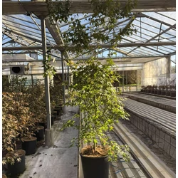 Japán juhar   ACER PALMATUM K18
