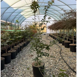 Japán juhar   ACER PALMATUM SANGO KAKU K10