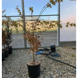 Japán juhar   ACER PALMATUM DESHOJO K10