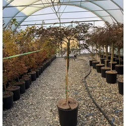ACER PALMATUM DISSECTUM INABA SHIDARE  T80 K15