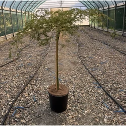 ACER PALMATUM DISSECTUM VIRIDIS T80 K15