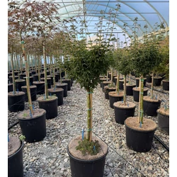 ACER PALMATUM SHISHIGASHIRA T40 K12