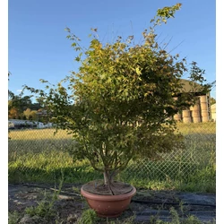 ACER PALMATUM BONSAI TÁLBAN K70