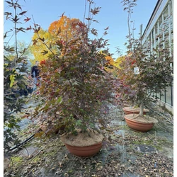 Japán juhar  ACER PALMATUM FIREGLOW BONSAI TÁLBAN K50