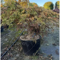 ACER PALMATUM DISSECTUM VIRIDIS T40 K35